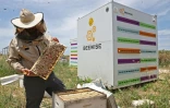 Un employé montre des ruches robotisées dans un kibboutz du nord d'Israël, le 14 mai 2022