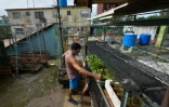 Yank Benavente travaille dans son potager, sur le toit de sa maison, à La Havane le 30 juin 2020