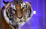 Un tigre dans la ménagerie du Festival international du cirque de Massy dans l'Essonne, le 13 décembre 2017