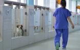 Depuis 2006, Sooam a cloné près de 800 chiens, "commandés" par des particuliers ou des agences gouvernementales qui cherchent à obtenir des répliques de leurs meilleurs chiens secouristes ou renifleurs