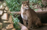 Un puma dans un enclos de l'association Mata Ciliar, une organisation pour la conservation de la biodiversité, à Jundiai, dans l'État de Sao Paulo, au Brésil, le 29 mai 2025