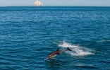 Un dauphin, photographié depuis un bateau de la marine mexicaine qui patrouille dans le baie de San Felipe, sur les eaux du Golfe de Californie, au Mexique le 18 mars 2016