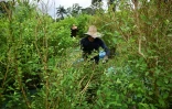 Des hommes travaillent dans un champ de feuilles de coca à Llorente, dans le département de Narino, en Colombie, le 31 août 2024