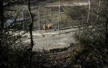 Un ours brun derrière les grillages du Sanctuaire des ours de Pristina, le 12 février 2021 à Mramor, au Kosovo