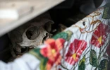 Les restes d'une personne dans un ossuaire avant un nettoyage pour les célébrations du Jour des Morts au cimetière de Pomuch, dans l'État de Campeche, au Mexique, le 18 octobre 2025