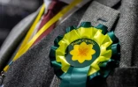 Une rosette du parti gallois indépendantiste Plaid Cymru, le 8 mai 2026 à Llandudno, au nord du pays de Galles, au Royaume-Uni
