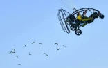 Des ibis chauves sont guidés depuis un ULM, lors d'une séance d'entraînement au camp de Binningen, dans le sud-ouest de l'Allemagne, le 22 juillet 2026