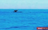 Jeudi 25 juin 2009 - 

Baleine en baie de Saint-Paul  (Photo Fanch Landron)