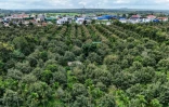 Une plantation de durians, le 15 août 2026 dans la province centrale vietnamienne de Dak Lak 