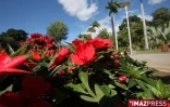 Vendredi 3 Juillet

Le jardin de l'Etat à Saint-Denis