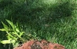 Vendredi 3 Juillet

Le jardin de l'Etat à Saint-Denis