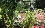 Vendredi 3 Juillet

Le jardin de l'Etat à Saint-Denis