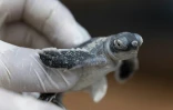 Un bébé tortue verte sur l'île de Mataking, en Malaisie, le 24 septembre 2026