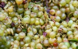 Raisin récolté à La Palme (Aude) le 30 juillet 2026