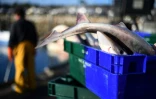 Des pêcheurs débarquent du poisson le 12 novembre 2020 sur le port de Roscoff, en Bretagne
