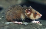Un grand hamster d'Alsace 
