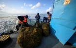 Des membres de la marine mexicaine manipulent des sacs remplis de sargasses récoltées à bord d'un navire de collecte, au large de Puerto Morelos, dans l'État de Quintana Roo (Mexique), le 6 août 2026