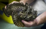 Le professeur en toxicologie Jamie Seymour montre un poisson-pierre, le plus venimeux au monde, le 8 avril 2024 Ă Cairns, en Australie