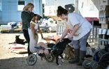 Des bénévoles s'occupent de chiens handicapés au refuge et centre de soins Suzi Handicap, le 18 mars 2025 à Montreuil-au-Houlme, dans l'Orne