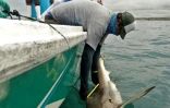 Un garde du Parc national des Galapagos attrape un requin, le 17 avril 2021 sur l'île de Santa Cruz