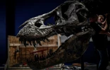 La tête d'un Tyrannosaurus Rex en cours d'assemblage, le 24 mai 2018 au Muséum d'histoire naturelle de Paris, avant l'exposition "un T.Rex à Paris" du 6 juin au 2 septembre