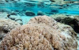 Alors qu'un corail rocheux croît d'environ cinq centimètres par an dans des conditions optimales, Unomia stolonifera croît d'un mètre carré par mois
