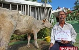 Mardi 28 juillet 2009 

Pour protester contre l'importation de bovins qu'ils affirment malades, des éleveurs ont attaché une vache affaiblie dans les jardins de la chambre d'agriculture