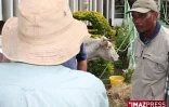 Mardi 28 juillet 2009 

Pour protester contre l'importation de bovins qu'ils affirment malades, des éleveurs ont attaché une vache affaiblie dans les jardins de la chambre d'agriculture
