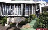 Mardi 28 juillet 2009 

Pour protester contre l'importation de bovins qu'ils affirment malades, des éleveurs ont attaché une vache affaiblie dans les jardins de la chambre d'agriculture