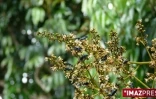 La mouche bleue a été introduite à La Réunion en 2007