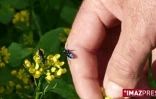 La mouche bleue a été introduite à La Réunion en 2007