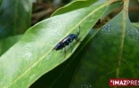 La mouche bleue a été introduite à La Réunion en 2007