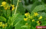 La mouche bleue a été introduite à La Réunion en 2007