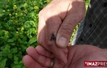 La mouche bleue a été introduite à La Réunion en 2007
