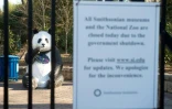 Le zoo de Washington est fermé en raison du "shutdown",  le 11 janvier 2019