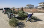 Des bénévoles apportent des sapins de Noël recyclés pour sauver les dunes de Surfside Beach, le 16 janvier 2021 au Texas