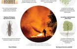 L'impact du changement climatique sur les feux de forêt