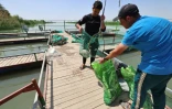 Deux hommes jettent des poissons morts dans une pisciculture de la ville de Zubaydiyah, au sud-est de Bagdad, le 14 avril 2026