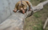 Un fourmilier nain le 26 octobre 2016 au zoo de Huachipa, à Lima