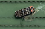 Photographie aérienne montrant des mytiliculteurs qui travaillent entre des pieux à moules dans la Manche, au sein de l'exploitation Maine père & fils, au large de Bricqueville-sur-Mer, le 13 septembre 2026