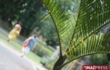 Saint-Denis jardin de l'Etat