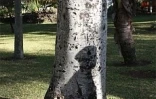 Saint-Denis jardin de l'Etat