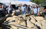 Des visiteurs à la foire de Beaucroissant, en Isère, le 13 septembre 2019