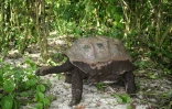 Une tortue géante d'Aldabra sur l'île Cousin, une réserve naturelle des Seychelles, le 21 novembre 2019