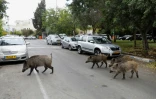 Des sangliers traversent une rue de Haïfa, dans le nord d'Israël, le 5 décembre 2019