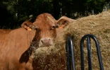 Une vache nourrie avec du foin à Mazeirat, dans la Creuse, en raison de la sécheresse, le 7 juillet 2026