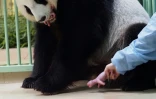 Le panda géant Huan Huan et ses deux jumeaux nouveaux-nés, le 1er août 2021 au zoo de Beauval, dans le centre de la France