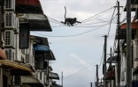 Deux singes langurs à lunettes baptisés "Julie" (en haut) et "Bulat" (en bas) sur des câbles électriques aériens dans une ruelle d'un quartier résidentiel de Tanjung Bungah, à George Town, sur l'île de Penang, le 9 avril 2026 en Malaisie