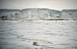 Un ours blanc dans la baie d'Essen, au large de l'île de la Terre George, le 22 août 2021