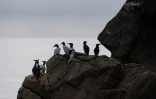 Des pingouins sur l'île bretonne de Rouzic, dans la réserve naturelle des Sept-Iles, le 8 juin 2021